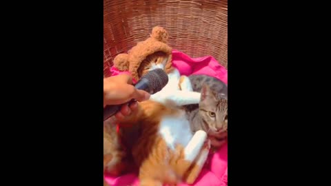 funniest cats and dogs shorts