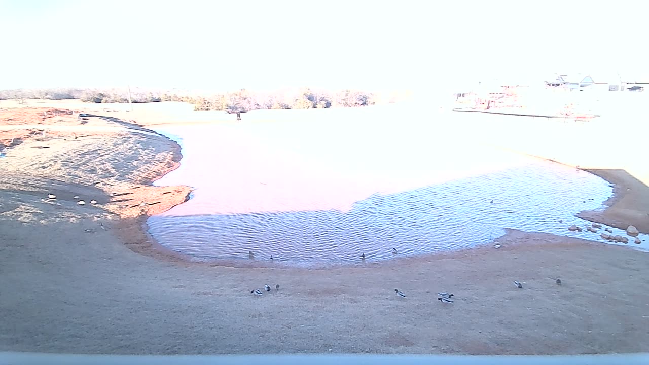 The Pond