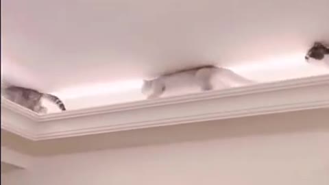 Cats and dogs _ cats meowing _ cats funny videos #shorts
