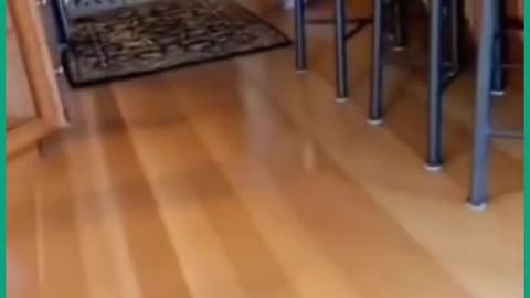 Cats funny clips