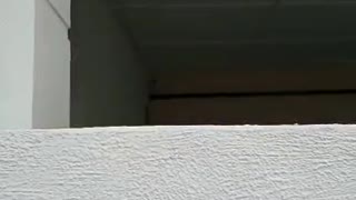cat yawns then falls