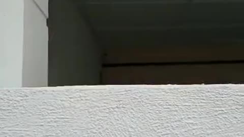 cat yawns then falls