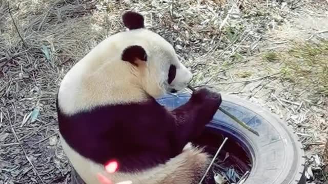 Cute Panda-3