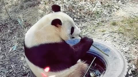 Cute Panda-3