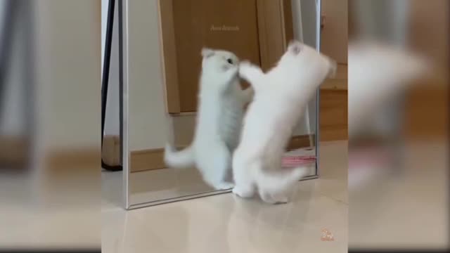 Most Cute Cat Video