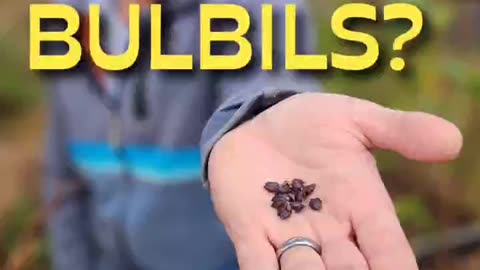 Where Are Bulbils Hiding In Your Garden?