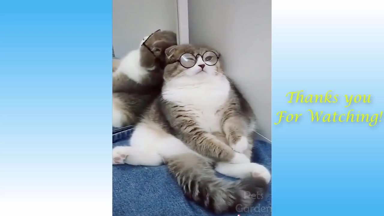 πCute And Funny Pets ππ Mascotas lindas y divertidas π 12