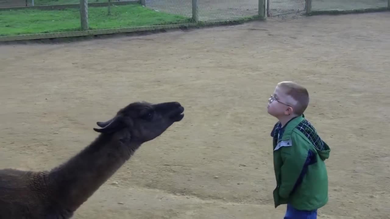 Llama spits in kid's face