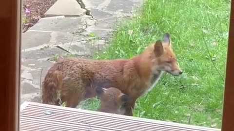 Rescue a fox 🦊❤️