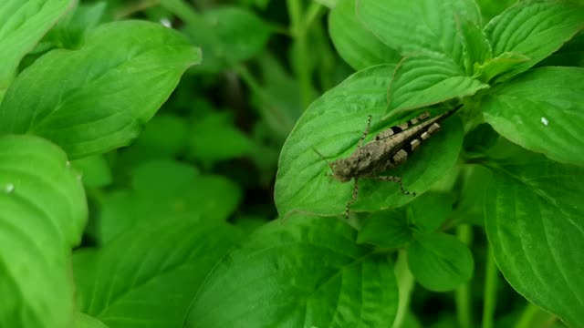 Grasshopper on the leaf