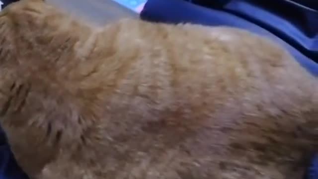 The cute pet is afraid that I am tired and won't let me be the bench