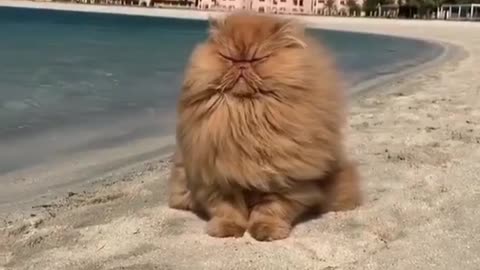 Big very fluffy cat with an angry face on the beach