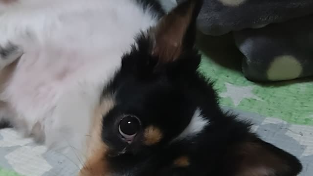 Cute puppy looking at the camera :3