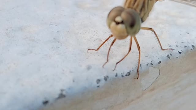 Dragonfly dancing video