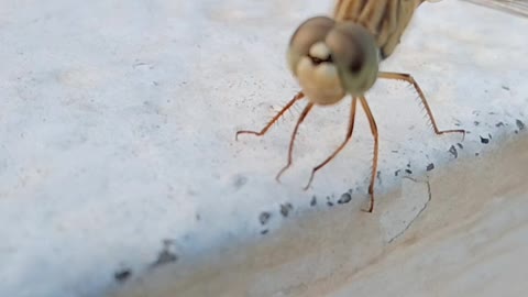 Dragonfly dancing video