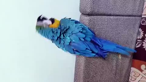 Dancing parrot on sofa