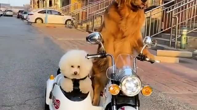 Dogs ride out to do good deeds