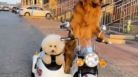 Dogs ride out to do good deeds