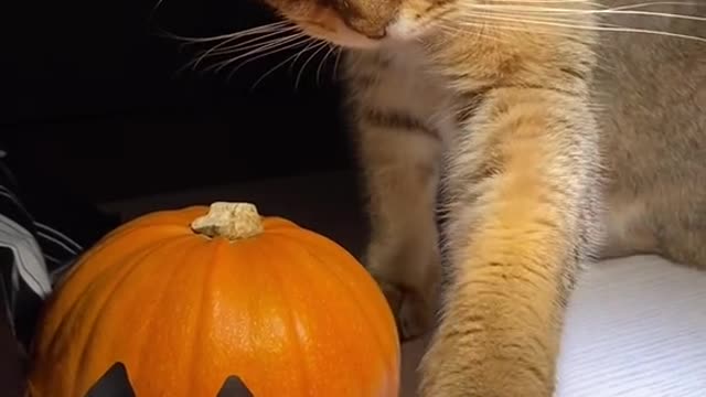 貓：這味道好香🤣🤣