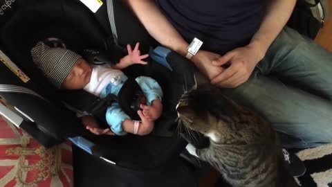 Cats meet babies fo the first time very funny moment