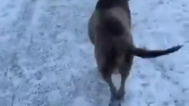 cachorro feliz andando na neve