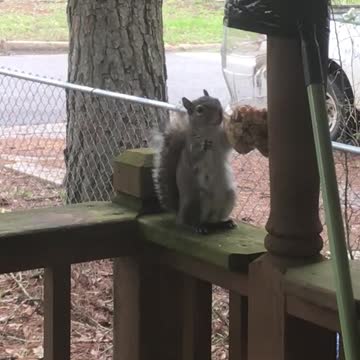 Squirrel Feeder
