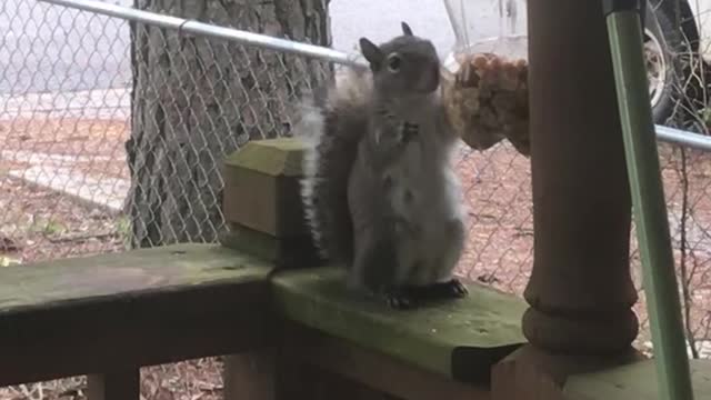 Squirrel Feeder