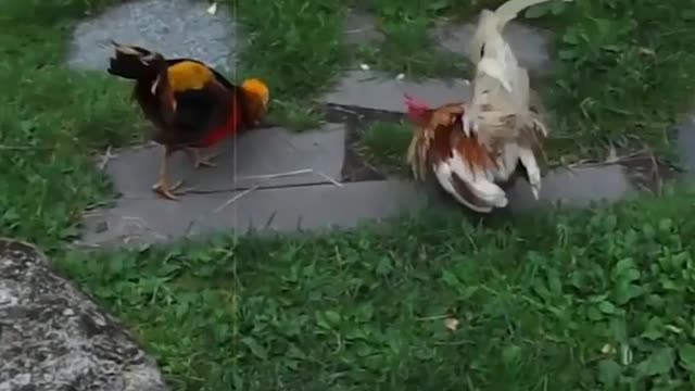 Rooster vs bird