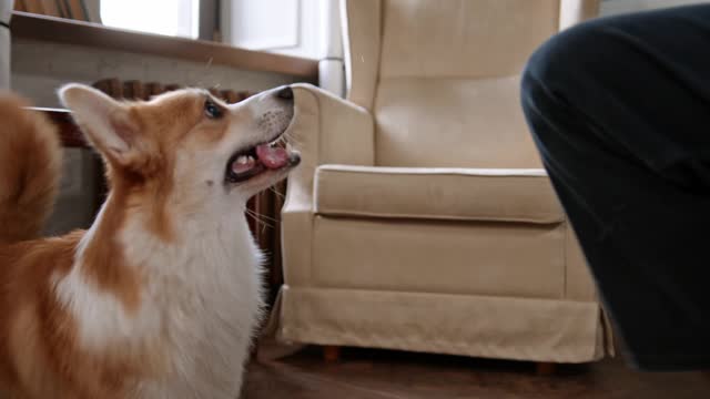 dog playing owner