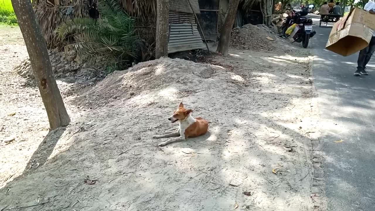 boxing sleeping dog