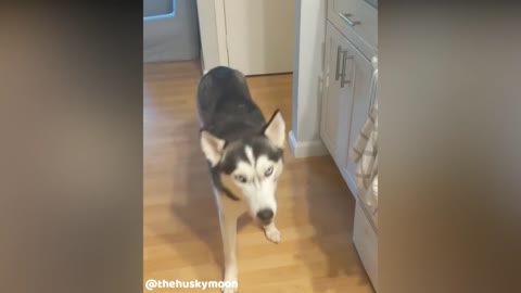 The MOST Impatient Husky EVER 🤣