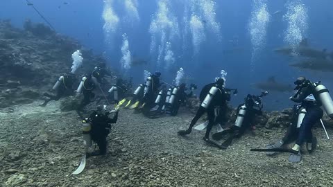 Shark Feeding Frenzy