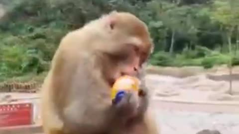 funny animals 11
