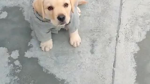 Funny Dog video