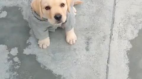 Funny Dog video