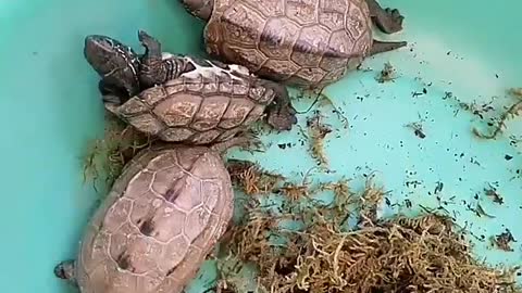 Three turtles