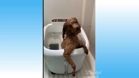 cute cat and dog |animals funny moment