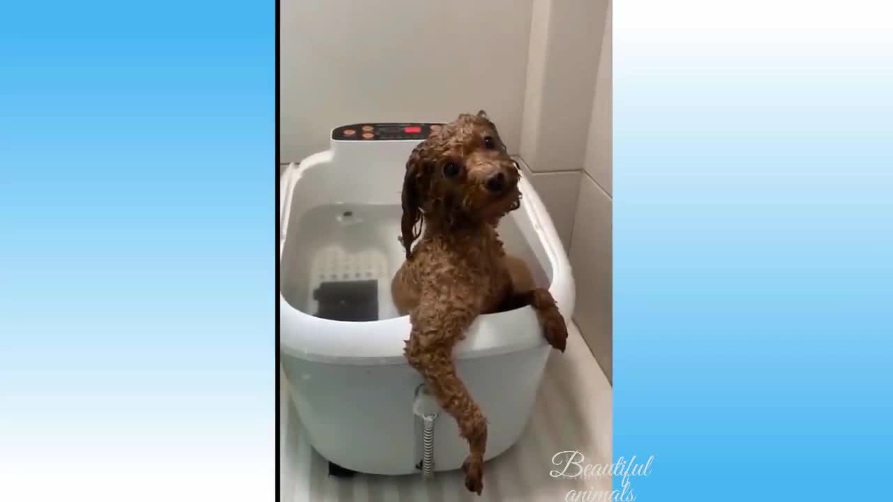 cute cat and dog |animals funny moment