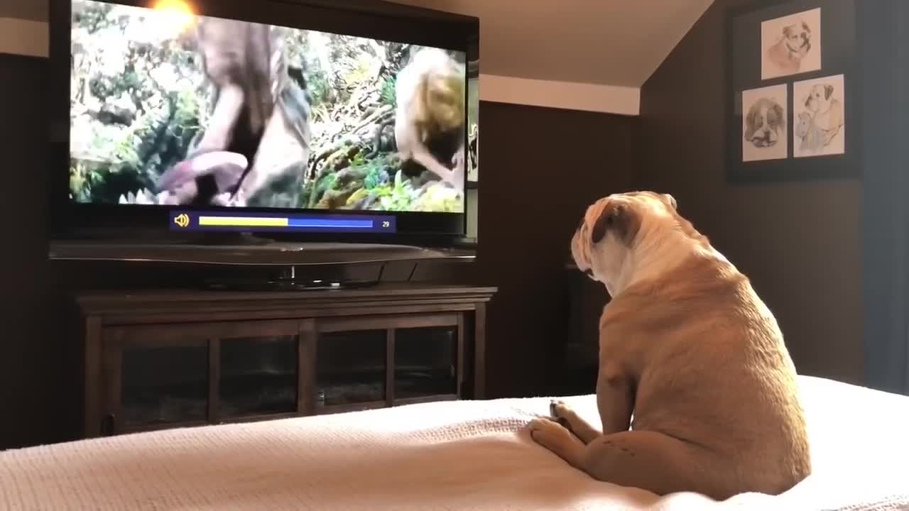 Cute dog howling at the TV