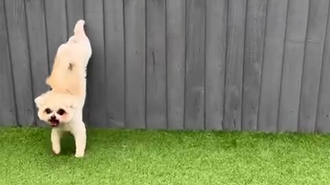 funny cat