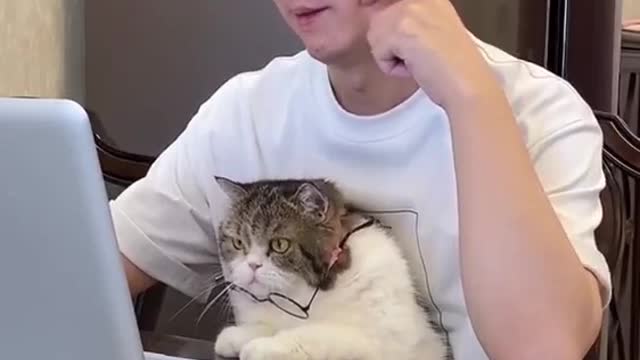 Cute Cat Demands Attention