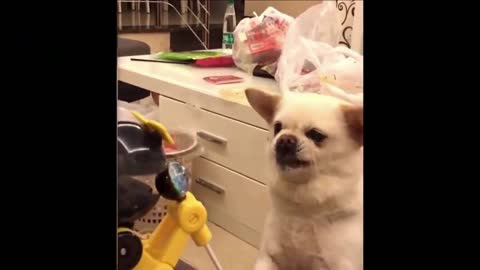 Puppy got angry after being trolled!