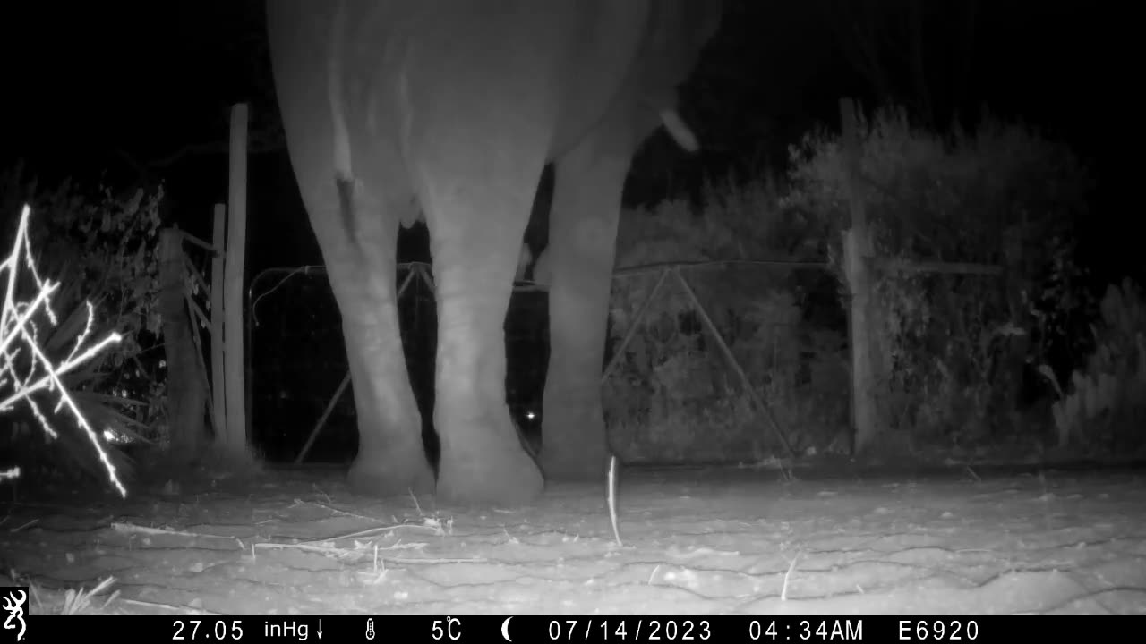 An Elephant Tiptoes Gently Over My Garden Gate