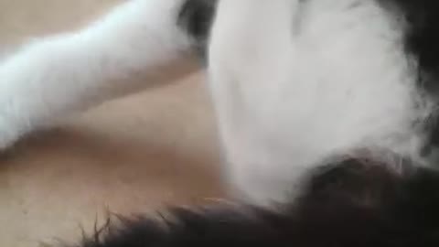 Funny cute cat cleaning her self