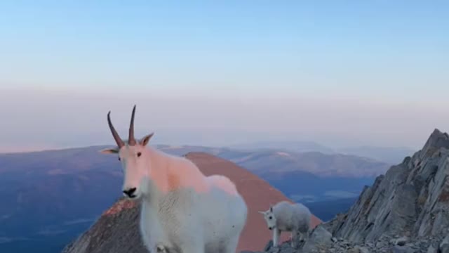 Hiker and mountain goats meet on Bridger Range summit