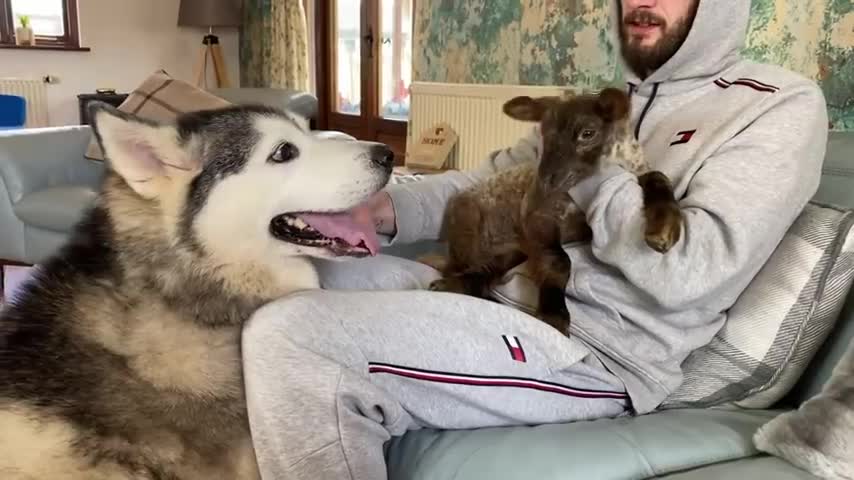 My Dog Meets A Baby Lamb & Falls In Love Instantly.