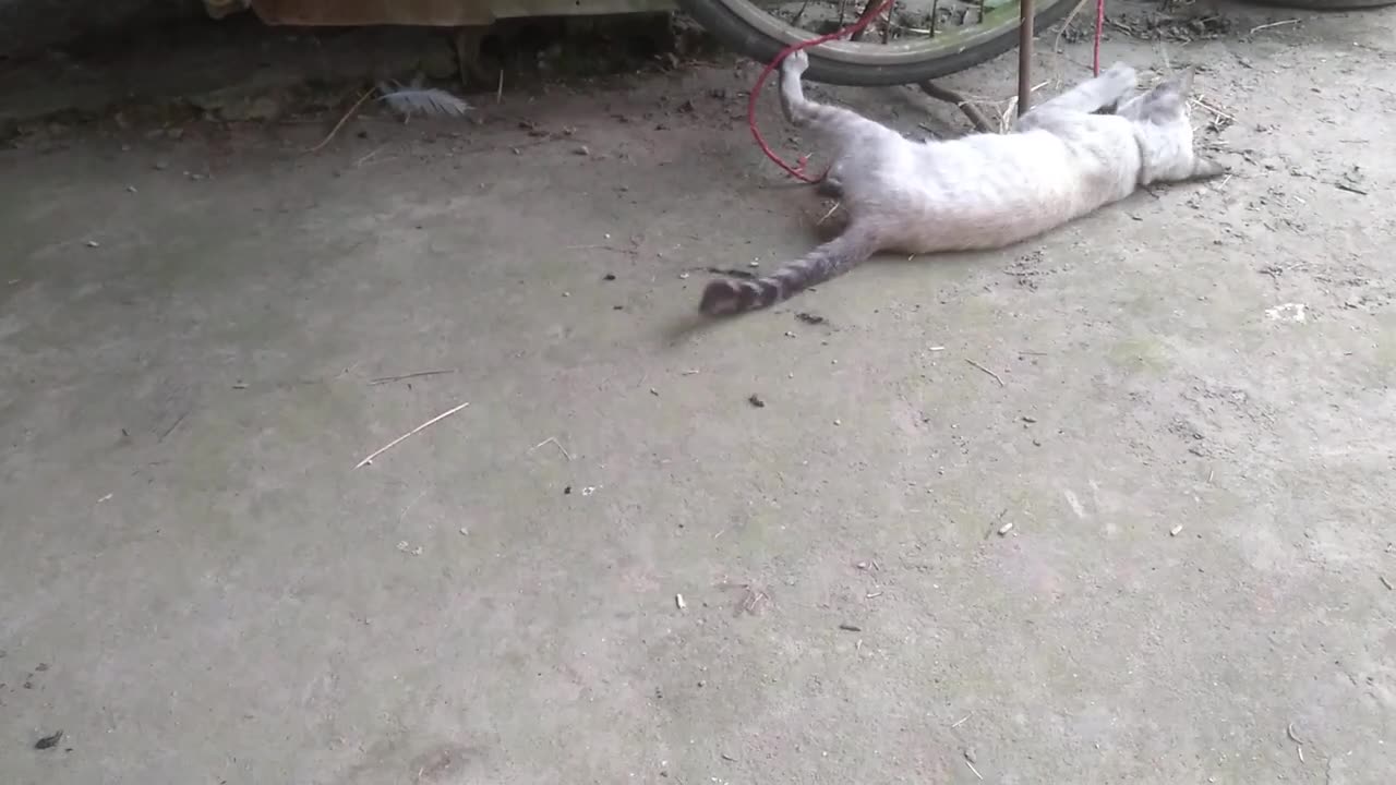 cat mom and cute kitten videos (p13)