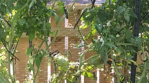 Tomato Pruning pt2