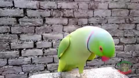 hilarious dancing parrot loves to tap dance