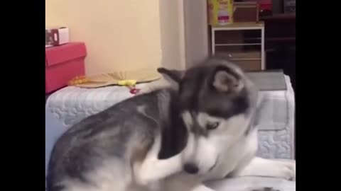 funny husky